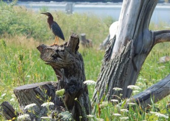 A Green Heron perches on old wood placed as a habitat structure.  Green Herons prefer to nest in shrubs or trees near wetlands where they can hunt fish.