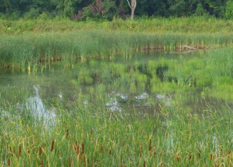 An area of the emergent wetlands reflects the morning light.