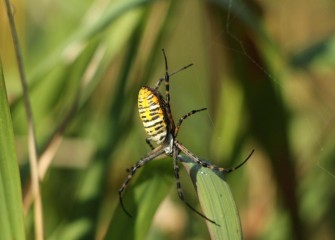 A banded garden spider has strung a web between sedges.