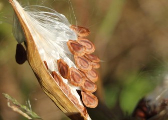 Common milkweed seeds will soon fly away, distributed by the wind.