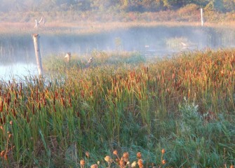 Sunrise at the Geddes Brook wetlands.