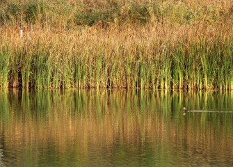 A juvenile Pied-billed Grebe swims in quiet waters.  The Pied-billed Grebe is a solitary marsh bird, rarely seen in flocks, and is listed as a threatened species in New York State.