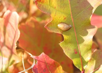 A snail on a swamp white oak leaf.