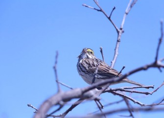 The Savannah Sparrow is a migrating songbird with distinct yellow marking around its eyes.