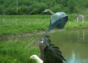 A Bald Eagle swoops in to claim a Great Blue Heron’s prey, chasing the heron off.