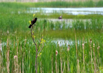 A male Red-winged Blackbird (Agelaius phoeniceus) sings out over the wetlands.