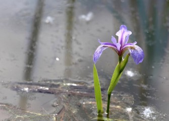 The native blue flag iris (Iris versicolor) thrives in marshes, forested wetlands and wet meadows.