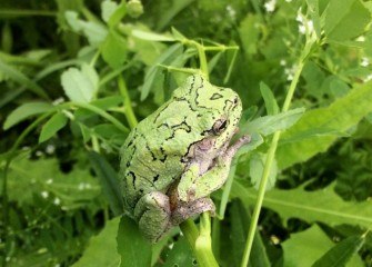 The Eastern Grey Tree Frog, normally grey with black lines, is able to camouflage itself green to match its surroundings.