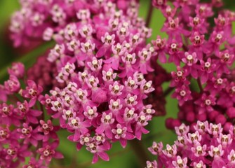 Milkweed in full bloom can attract a variety of butterflies and hummingbirds.