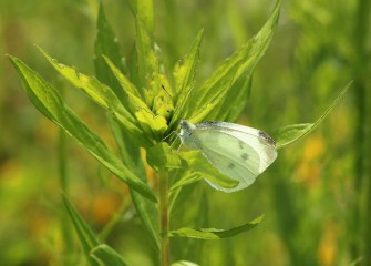 Cabbage white butterflies are white with black markings on their wings, differing by sex.  This one appears to be a female.