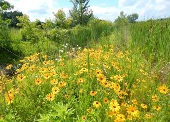 Black-eyed Susans (yellow), cattails (tall right) and other native plants bloom in the LCP wetlands.