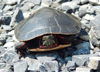 An Eastern Painted Turtle peers out from its shell.