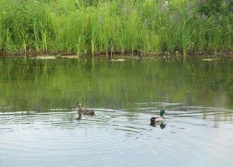 A female (left) and a male Mallard swim in quiet waters.  This is likely a breeding pair with a nest concealed nearby.