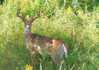 A white-tailed deer buck pauses, looking directly into the camera.