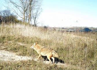 An Eastern coyote passes through on an unseasonably warm day.  Coyotes maintain a territory with a mate, pursuing an omnivorous diet that changes according to the season.