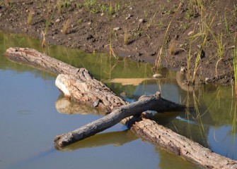 It didn’t take long for a painted turtle (on log) to move into the new habitat.