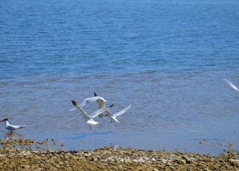 Caspian Terns, the largest terns in the world, are migratory shorebirds that hunt fish by diving from the air into the water.