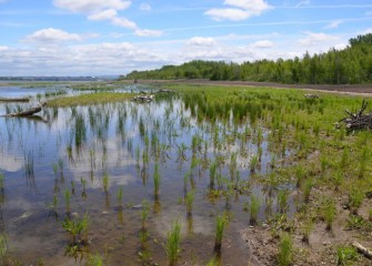 One hundred native freshwater marsh, grassland, and woodland plant species are being installed to support aquatic habitat for amphibians, reptiles, and birds.