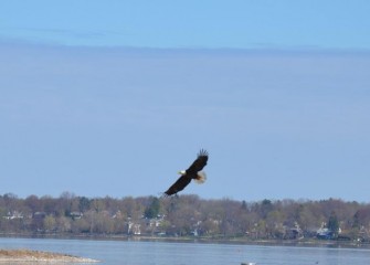 Onondaga Lake is showing remarkable signs of recovery. A mature Bald Eagle is seen flying near the western shoreline of the lake.