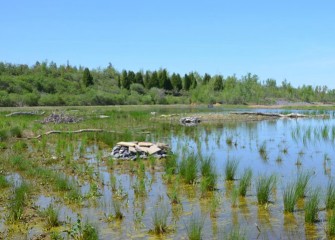 Rock piles provide habitat for turtles and other wildlife. Turtles may use the structures to nest, forage, bask in the sun, or for protection from predators or weather. Brush piles provide habitat for small mammals, amphibians and birds.