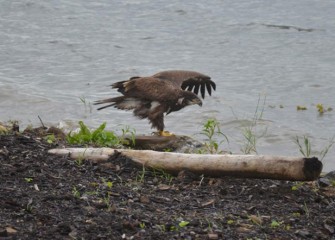 A juvenile Bald Eagle by the water’s edge. It takes approximately five years for a Bald Eagle to reach its mature plumage with white head and tail feathers.