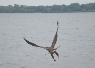 The juvenile Bald Eagle takes off over the lake. The wing span of a fully mature Bald Eagle will reach from nearly six to over seven feet.