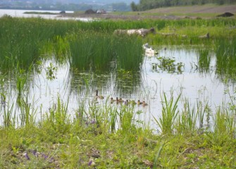 A Mallard and her ducklings have become part of a thriving new aquatic ecosystem along the Western Shoreline.