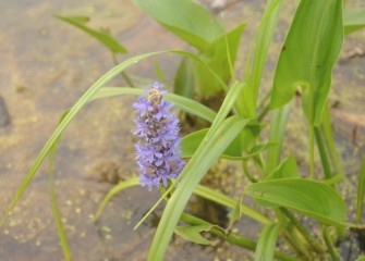 Pickerelweed, a native perennial, produces violet flowers on a stalk that will later bear fruit. Pickerelweed is an emergent species, with part of the plant below and part emerging above the water.