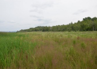 A variety of native species are also flourishing in wet meadow areas on the Western Shoreline.