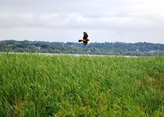 A Northern Harrier hunts in a restored wetland area near shore. The restoration along Onondaga Lake’s western shoreline includes improved green spaces, open areas, and enhanced habitat for aquatic organisms and wildlife.