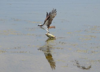 An Osprey catches a largemouth bass along the shoreline. Underwater habitat is being improved, creating better conditions for various fish species.