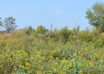 Upland slopes are planted with diverse native species. Bird boxes (background) have been placed to attract species such as Tree Swallows and Eastern Bluebirds.