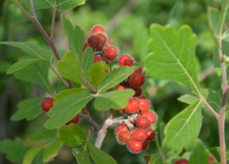 Fragrant sumac is growing in a habitat area adjacent to Onondaga County’s west shore trail extension. Fragrant sumac fruit provides food for a variety of birds and small animals, including in winter.