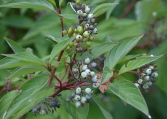 The native red osier dogwood, also known as red twig dogwood, produces berries that attract birds and other wildlife.