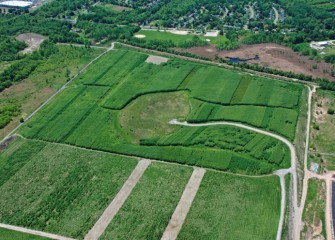 About 750,000 willow plants are thriving on nearly 125 acres at the Shrub Willow Farm.