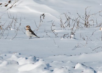 “Snow Bunting” Photo by Michele Neligan