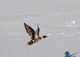 “Northern Pintail in Flight” Photo by Michele Neligan