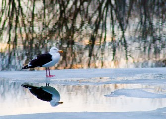 “Great Black-backed Gull Long Branch Park” Photo by Michele Neligan