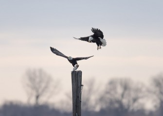 “The Assault” Photo by Greg Craybas