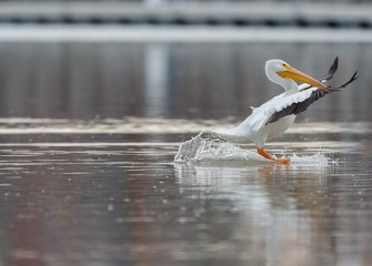 “El Nino Water Skiing” Photo by Greg Craybas