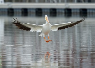 “Maximum Glide” Photo by Greg Craybas