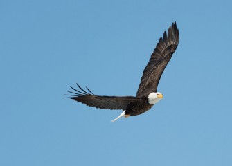 “Eye in the Sky” Photo by Greg Craybas