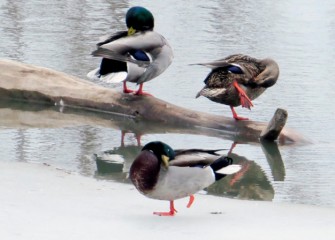 “Mallards Preening” Photo by Suzanne Ray