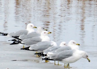 “Ring-Billed Gulls” Photo by Suzanne Ray