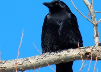 “American Crow” Photo by Suzanne Ray