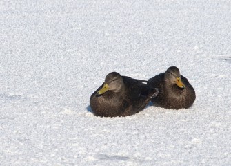 “American Black Ducks” (pair) Photo by Cheryl Lloyd