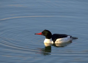 “Common Merganser” (drake) Photo by Cheryl Lloyd