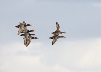 “Ladies Before Gents” Redheads Photo by Cheryl Lloyd