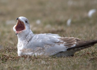 “Ahhh” Gull Photo by Cheryl Lloyd