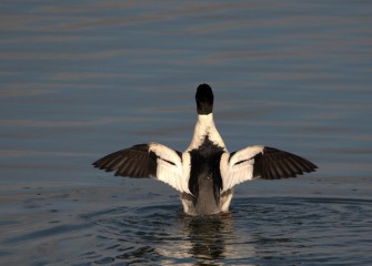 “The Conductor” Common Merganser (drake) Photo by Cheryl Lloyd